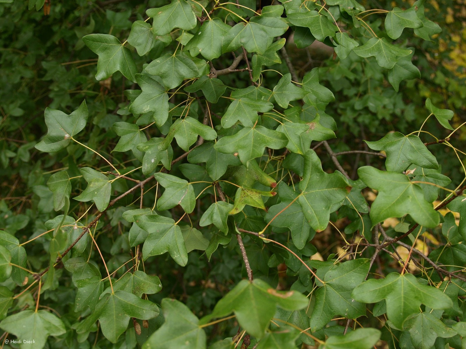 Acer monspessulanum - Herrenkamper Gärten - Pflanzenraritäten