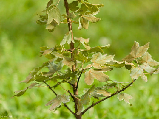 Acer monspessulanum - Herrenkamper Gärten - Pflanzenraritäten