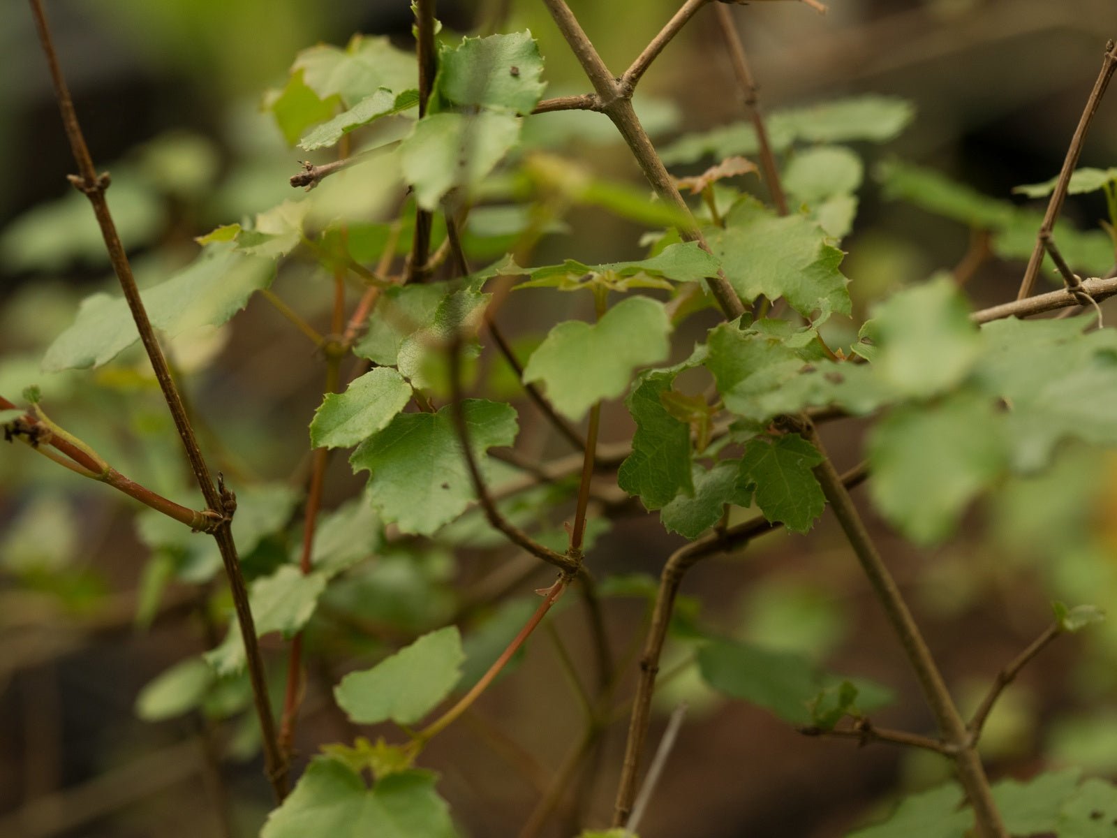 Acer obtusifolium - Herrenkamper Gärten - Pflanzenraritäten