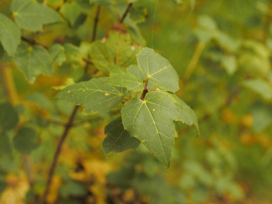 Acer obtusifolium - Herrenkamper Gärten - Pflanzenraritäten