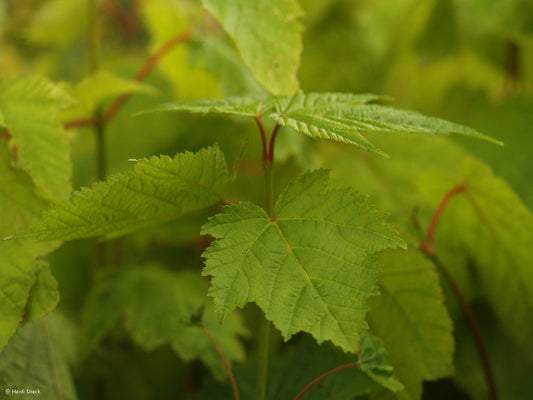 Acer pensylvanicum - Herrenkamper Gärten - Pflanzenraritäten