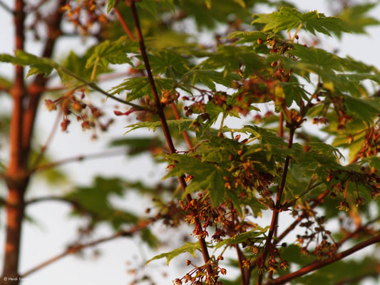 Acer pseudosieboldianum - Herrenkamper Gärten - Pflanzenraritäten