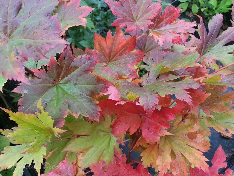 Acer pseudosieboldianum ssp takesimense - Herrenkamper Gärten - Pflanzenraritäten