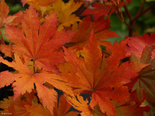 Acer pseudosieboldianum ssp takesimense - Herrenkamper Gärten - Pflanzenraritäten