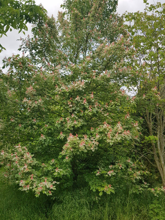 Acer rubrum 'Candy Ice' - Herrenkamper Gärten - Pflanzenraritäten