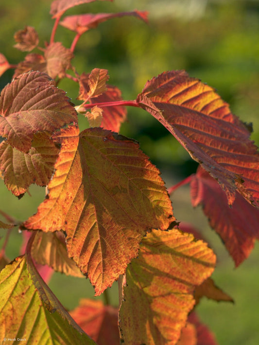 Acer rufinerve - Herrenkamper Gärten - Pflanzenraritäten