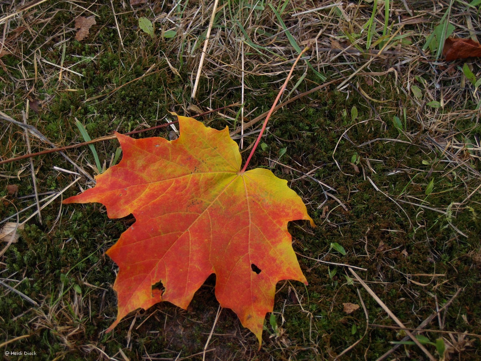 Acer saccharum - Herrenkamper Gärten - Pflanzenraritäten