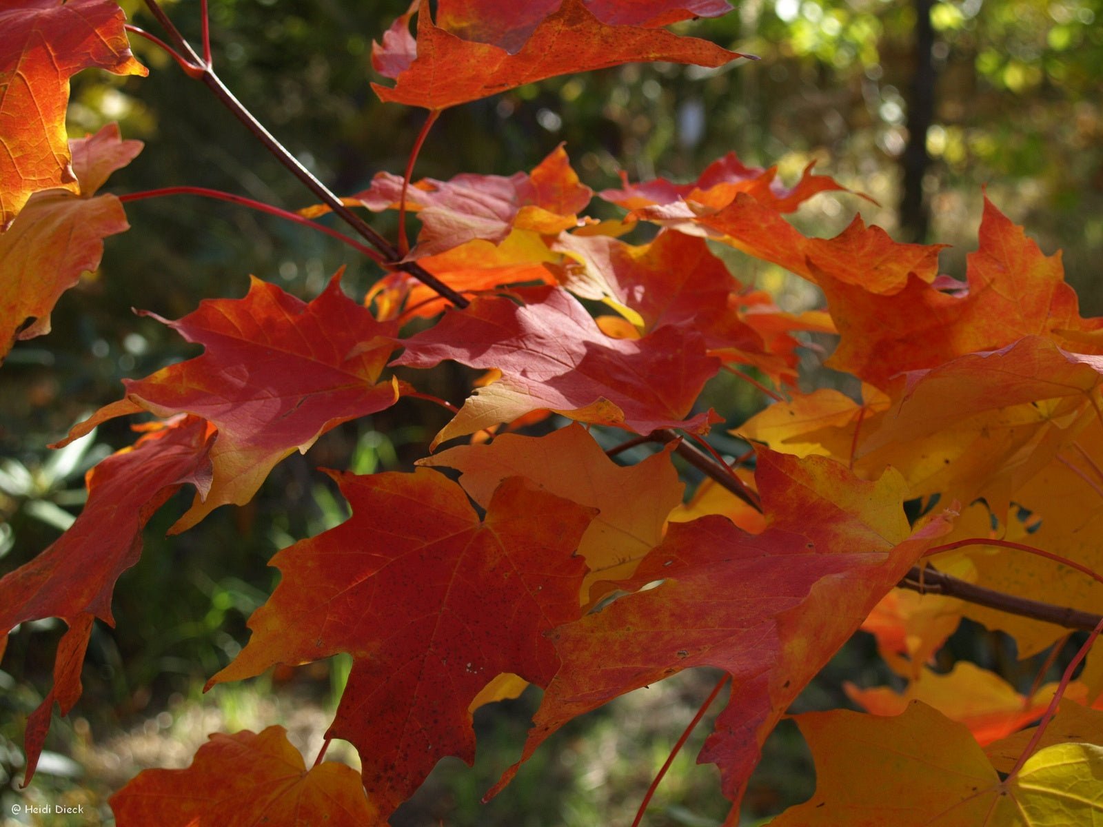 Acer saccharum - Herrenkamper Gärten - Pflanzenraritäten