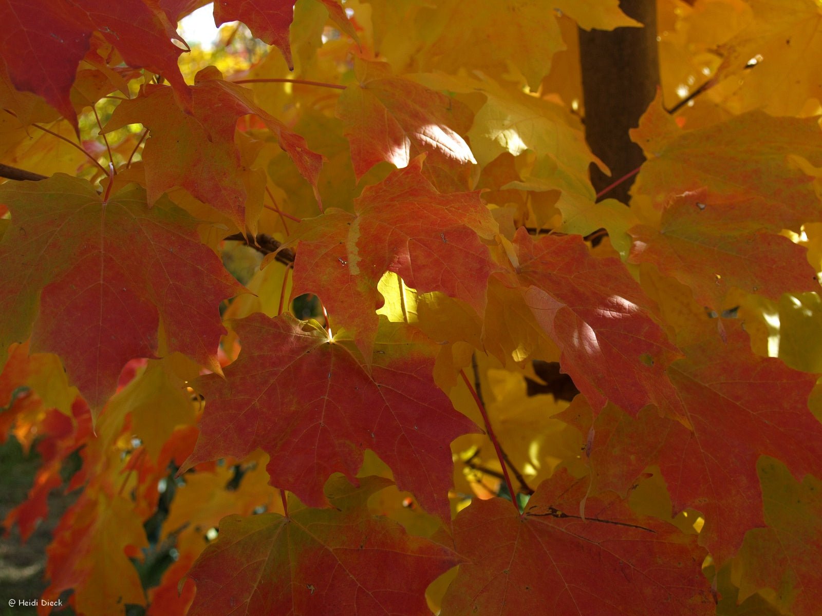 Acer saccharum - Herrenkamper Gärten - Pflanzenraritäten