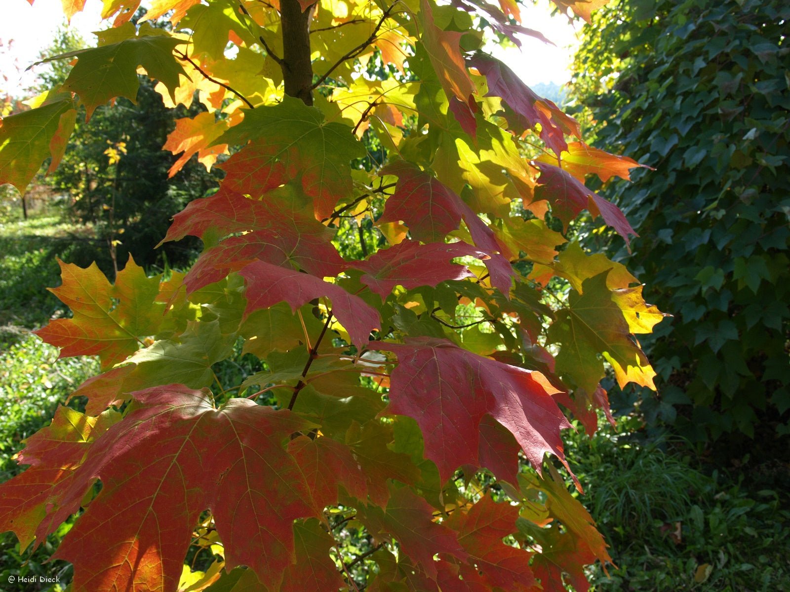 Acer saccharum - Herrenkamper Gärten - Pflanzenraritäten