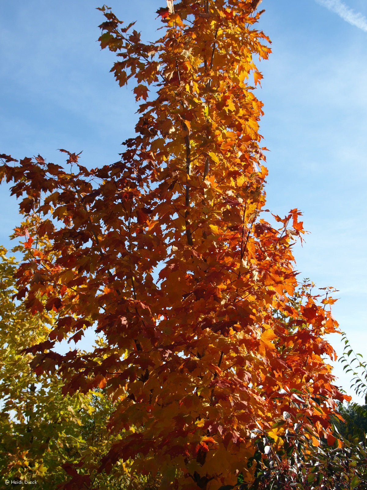 Acer saccharum - Herrenkamper Gärten - Pflanzenraritäten