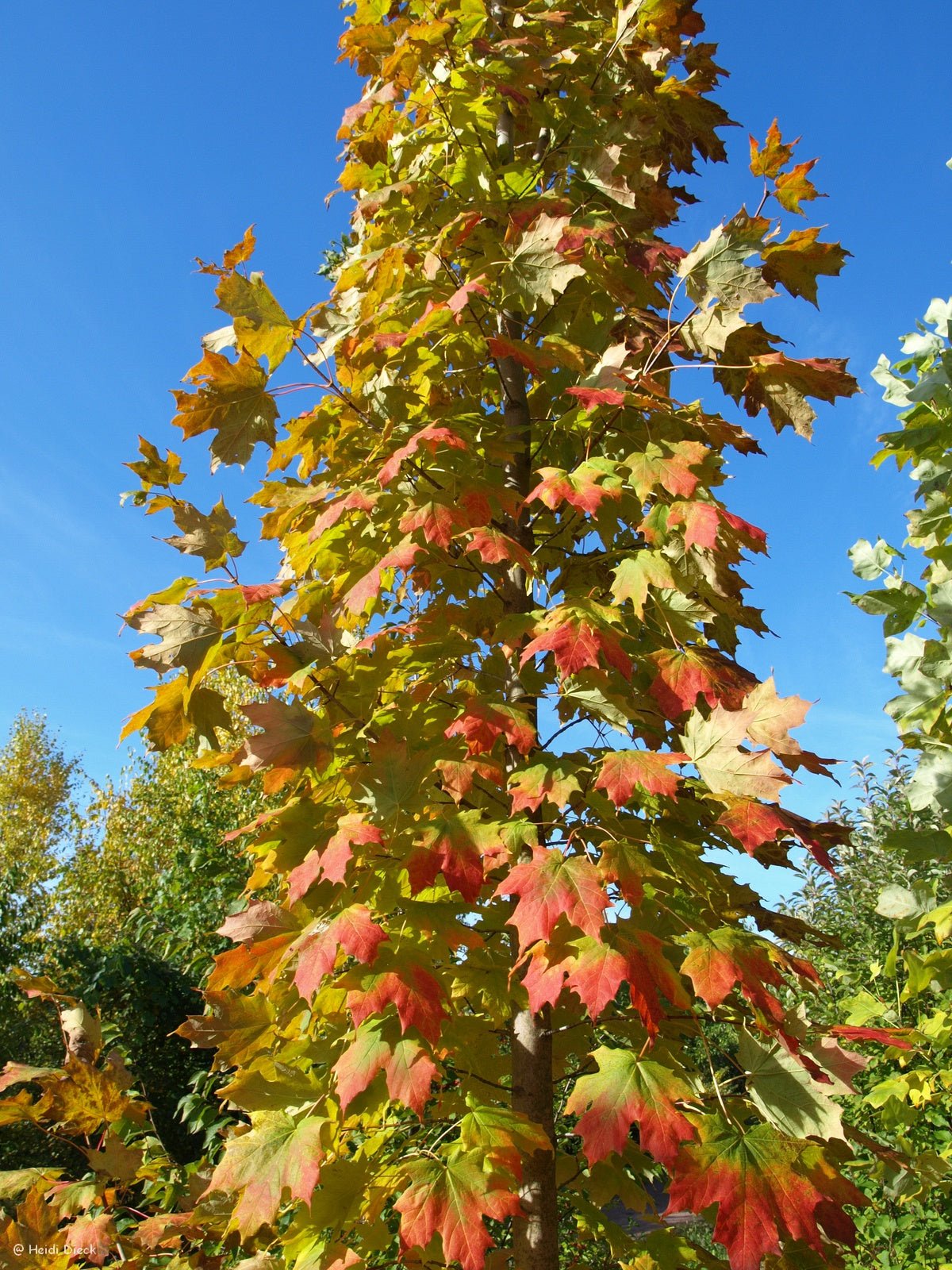 Acer saccharum - Herrenkamper Gärten - Pflanzenraritäten