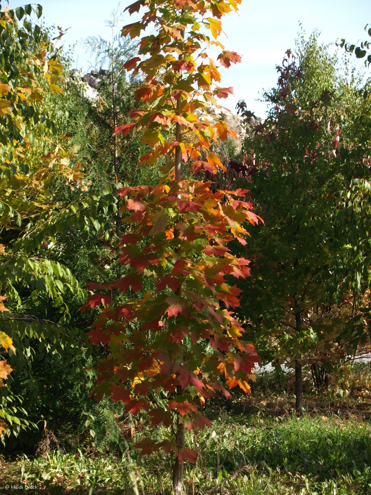 Acer saccharum - Herrenkamper Gärten - Pflanzenraritäten