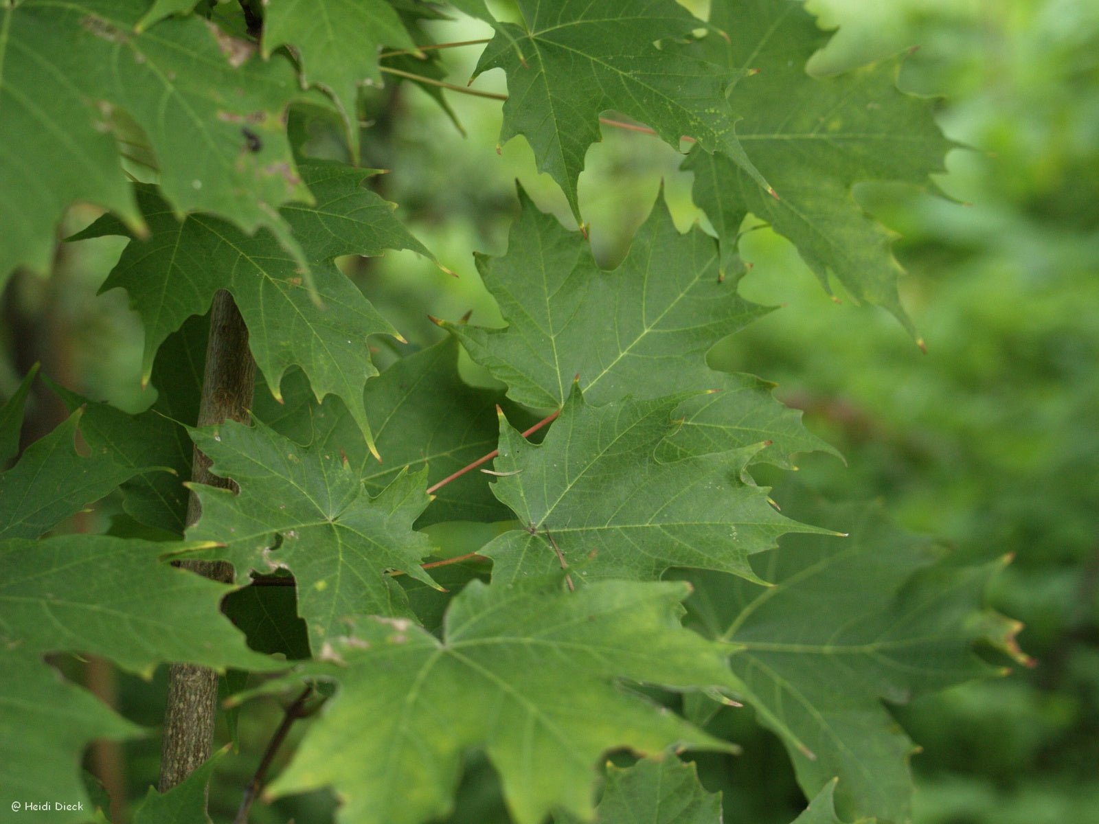 Acer saccharum - Herrenkamper Gärten - Pflanzenraritäten