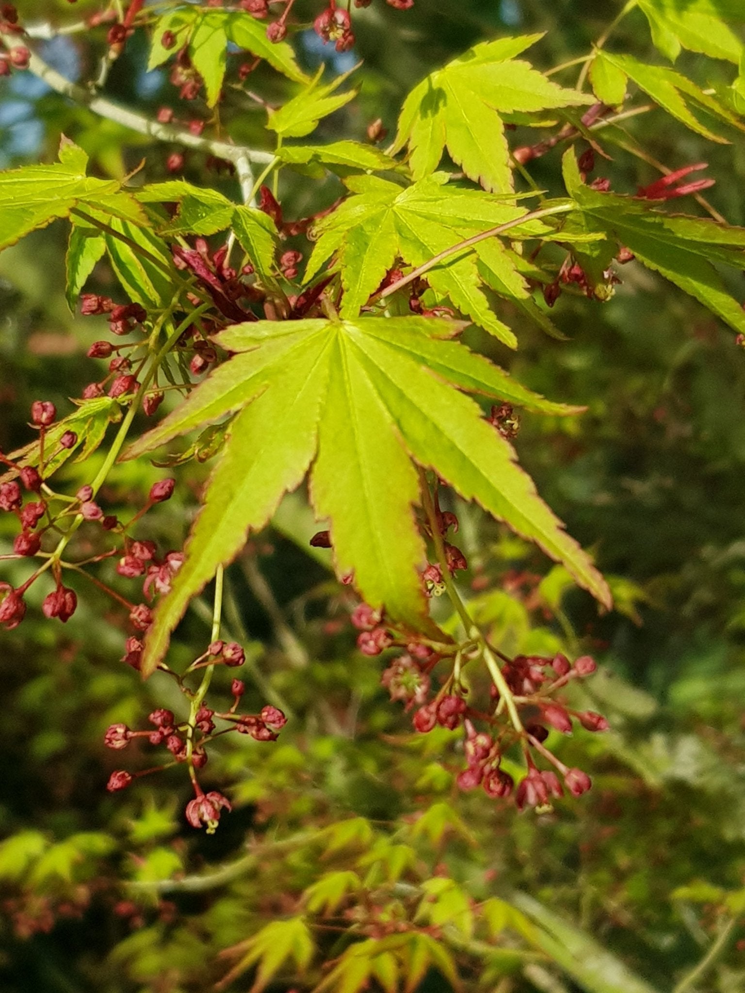 Acer sieboldianum - Herrenkamper Gärten - Pflanzenraritäten