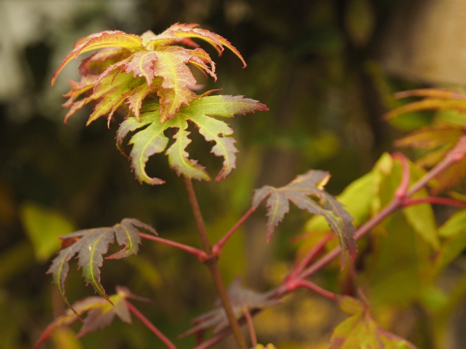 Acer sieboldianum - Herrenkamper Gärten - Pflanzenraritäten