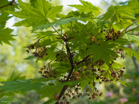 Acer sieboldianum - Herrenkamper Gärten - Pflanzenraritäten