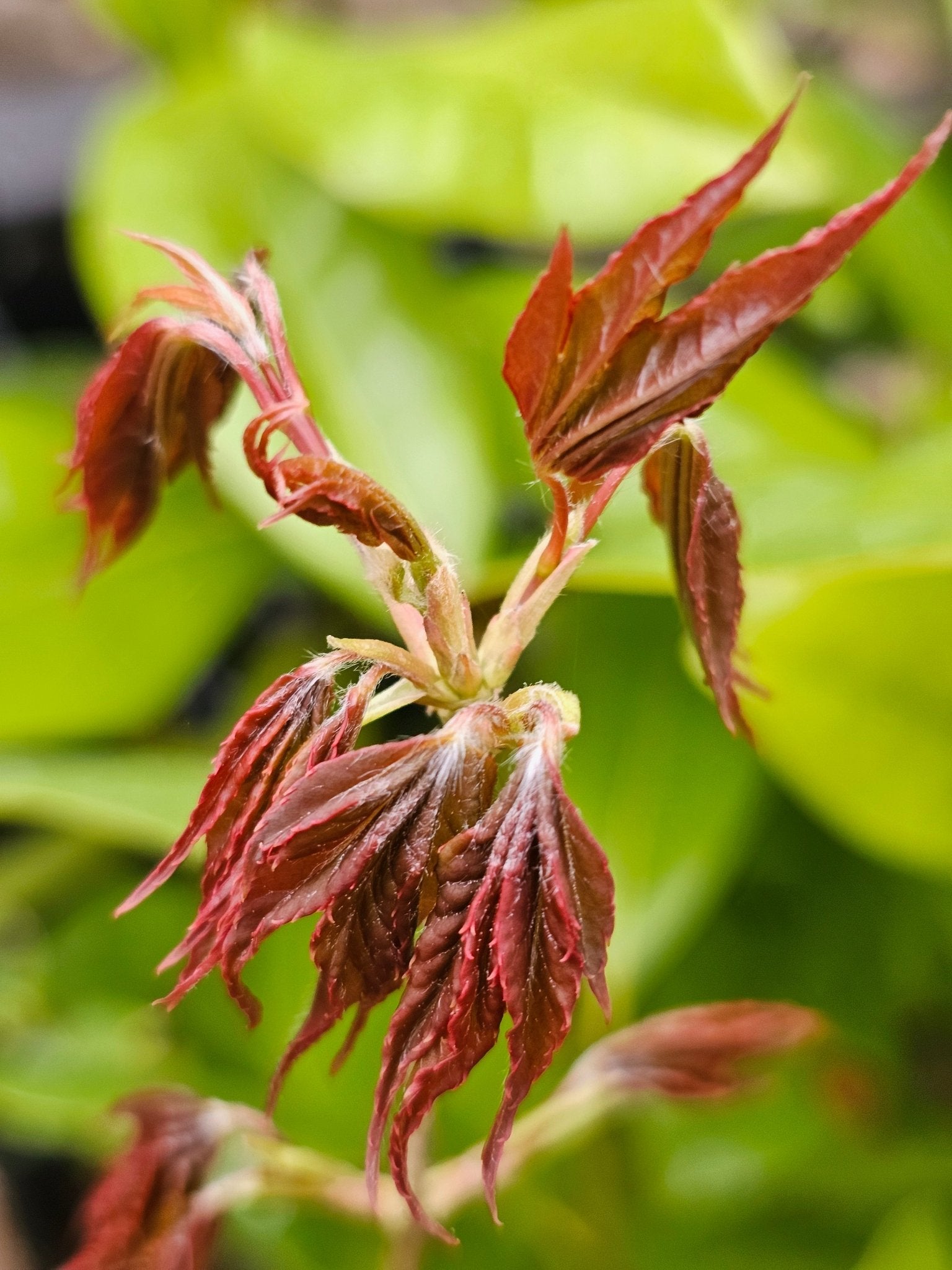 Acer sinense - Herrenkamper Gärten - Pflanzenraritäten