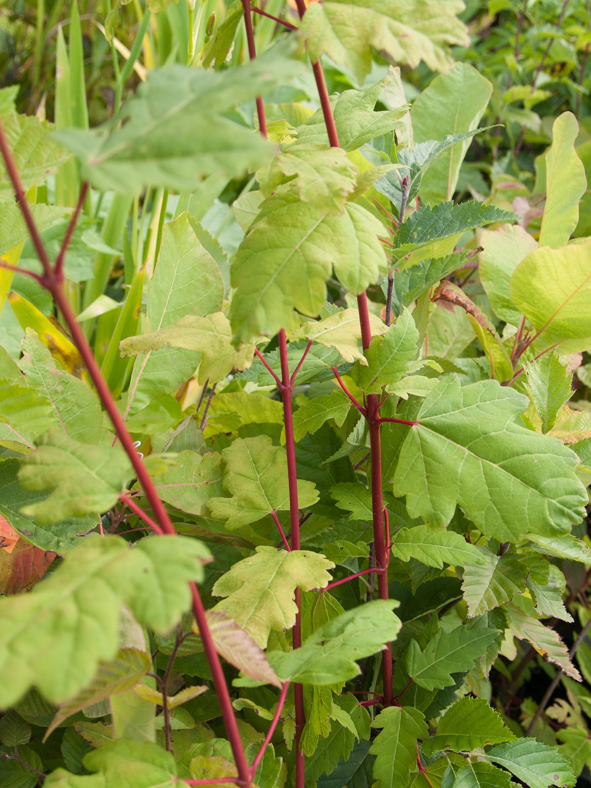 Acer stachyophyllum - Herrenkamper Gärten - Pflanzenraritäten