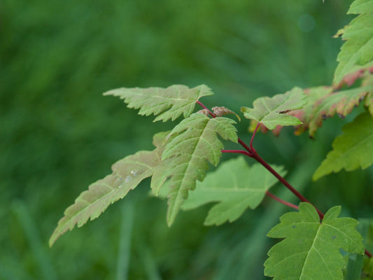 Acer stachyophyllum - Herrenkamper Gärten - Pflanzenraritäten