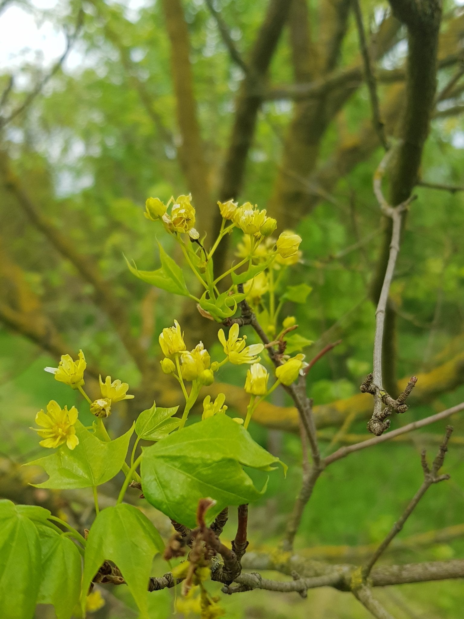 Acer sterculiaceum ssp. franchettii - Herrenkamper Gärten - Pflanzenraritäten