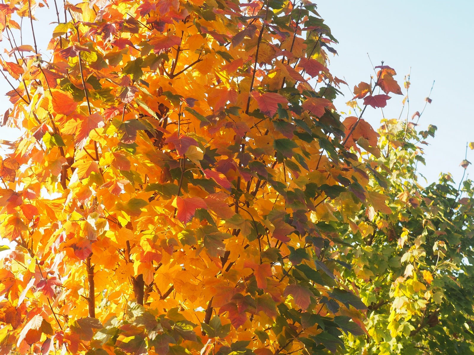 Acer sterculiaceum ssp. franchettii - Herrenkamper Gärten - Pflanzenraritäten