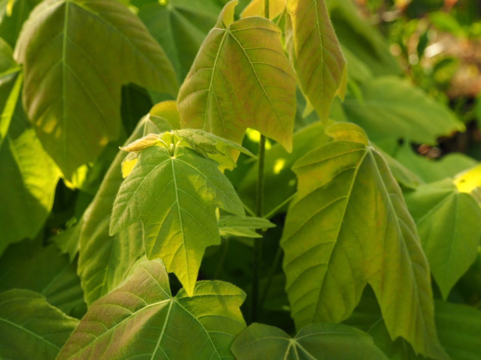 Acer sterculiaceum ssp. franchettii - Herrenkamper Gärten - Pflanzenraritäten