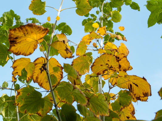 Acer tegmentosum - Herrenkamper Gärten - Pflanzenraritäten