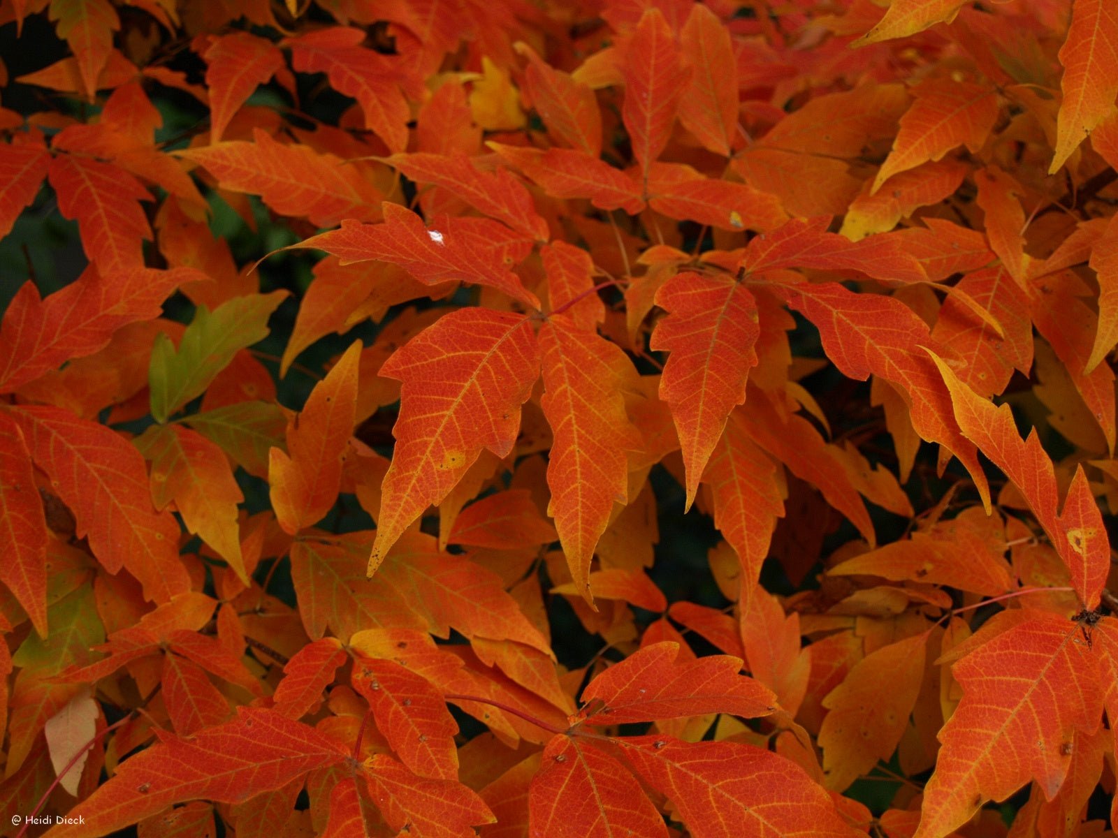 Acer triflorum - Herrenkamper Gärten - Pflanzenraritäten