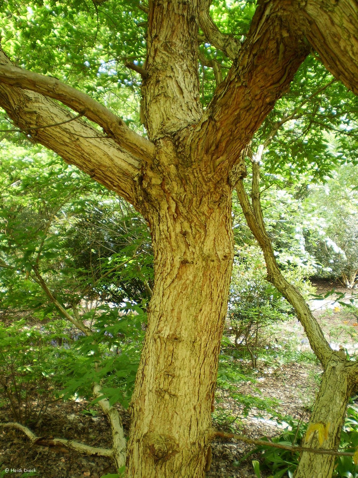 Acer triflorum - Herrenkamper Gärten - Pflanzenraritäten