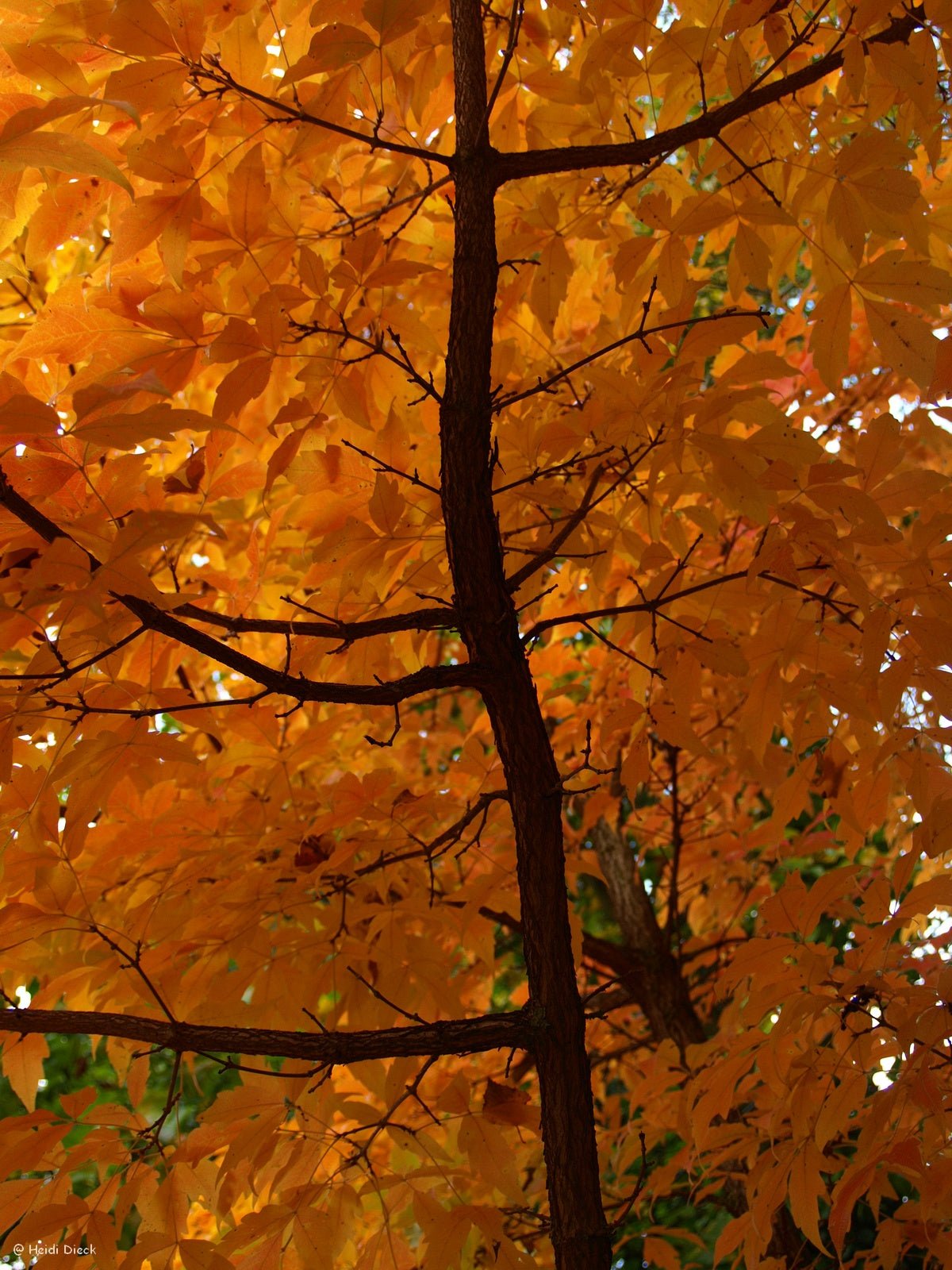 Acer triflorum - Herrenkamper Gärten - Pflanzenraritäten