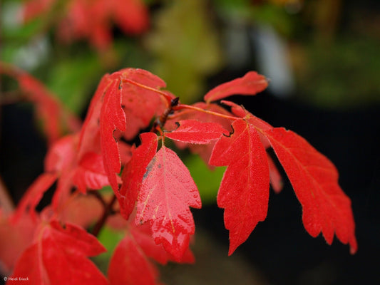 Acer triflorum - Herrenkamper Gärten - Pflanzenraritäten