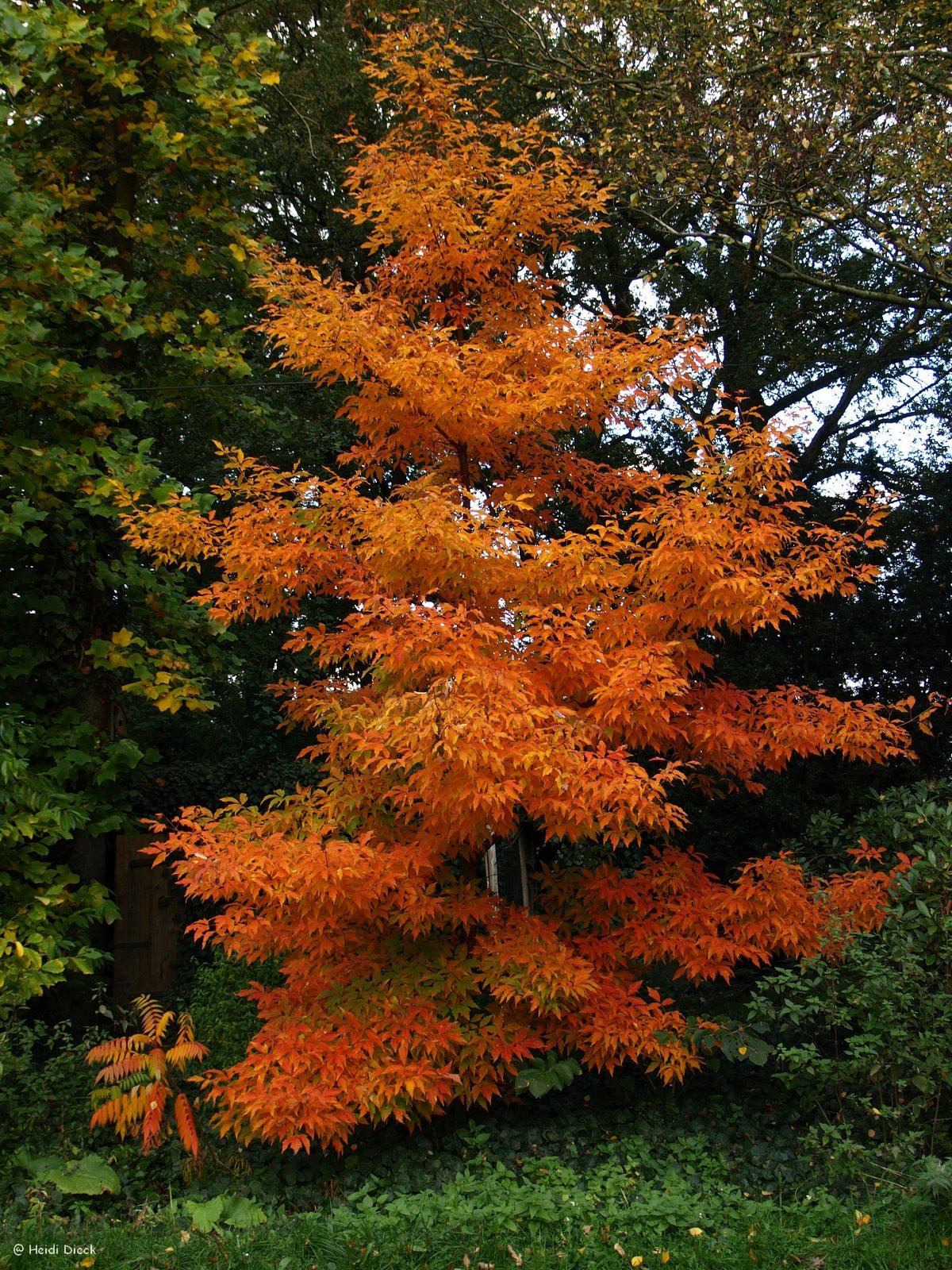 Acer triflorum - Herrenkamper Gärten - Pflanzenraritäten