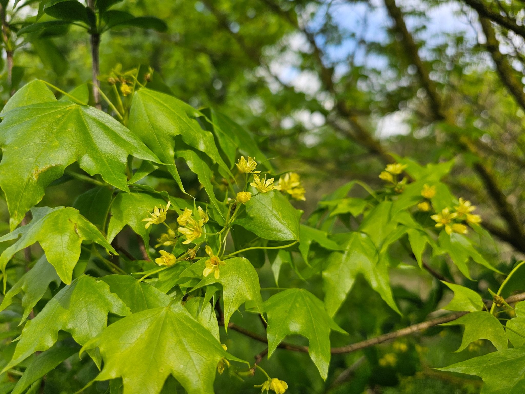 Acer truncatum - Herrenkamper Gärten - Pflanzenraritäten