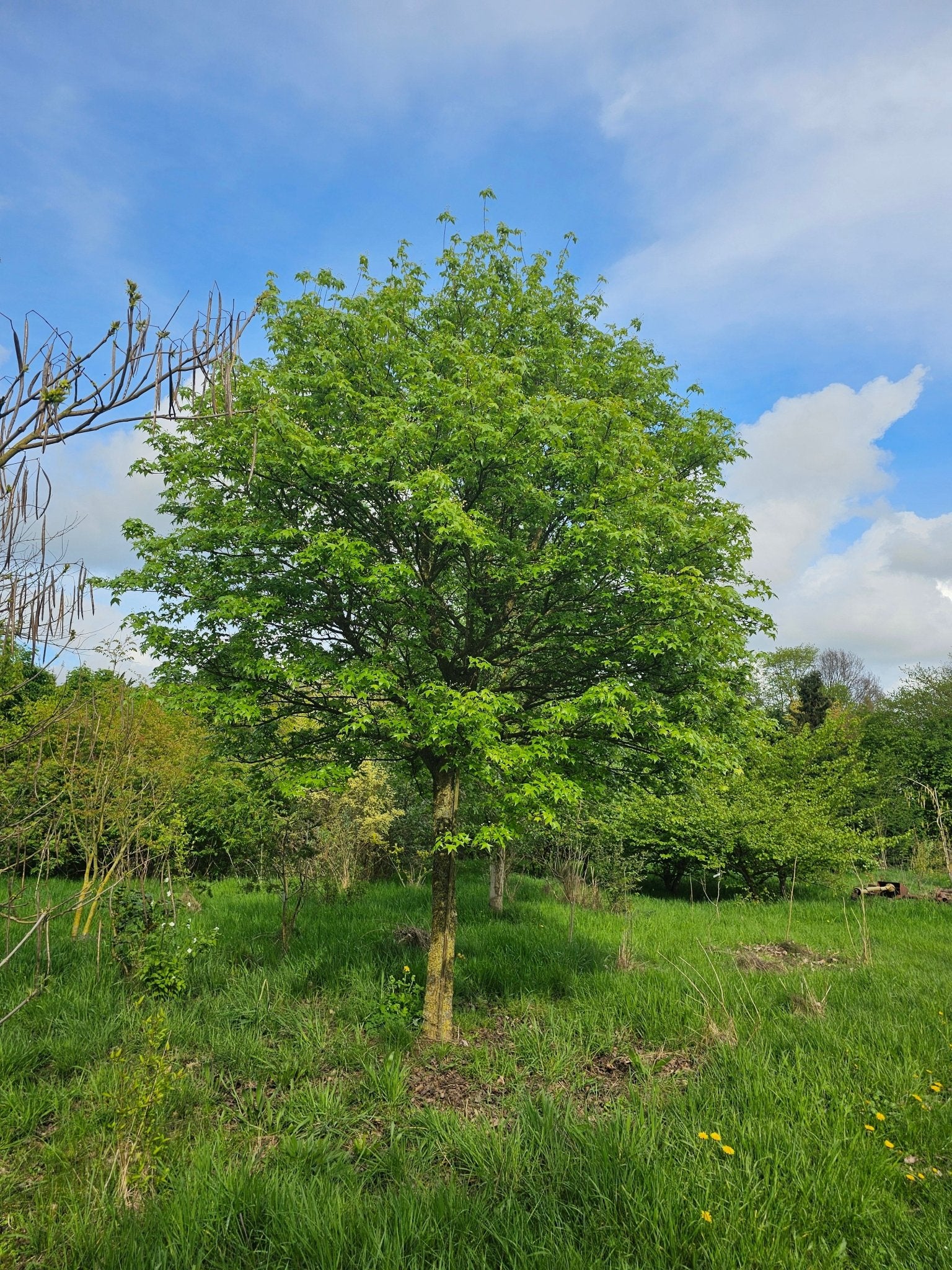 Acer truncatum - Herrenkamper Gärten - Pflanzenraritäten