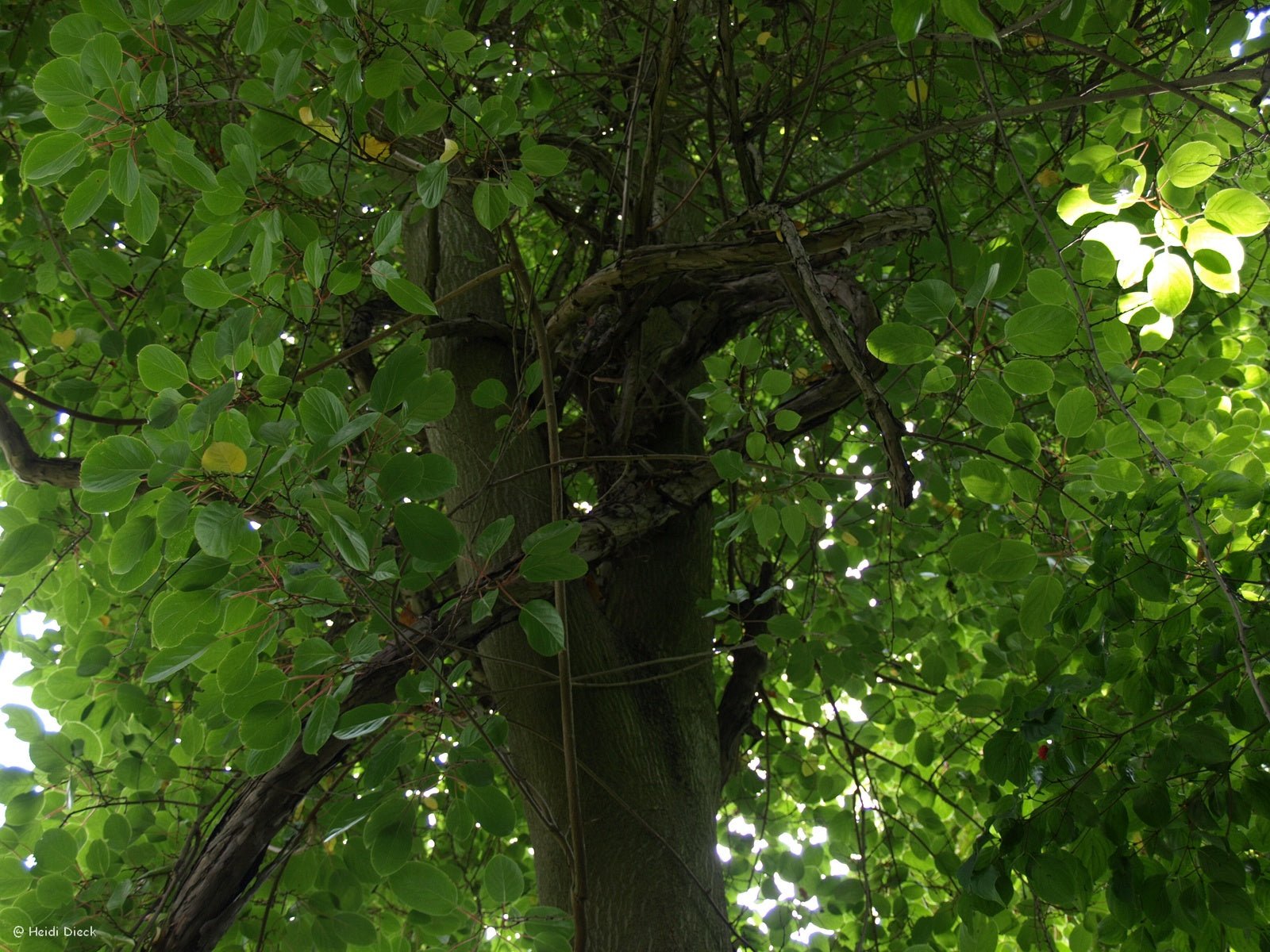 Actinidia arguta - Herrenkamper Gärten - Pflanzenraritäten