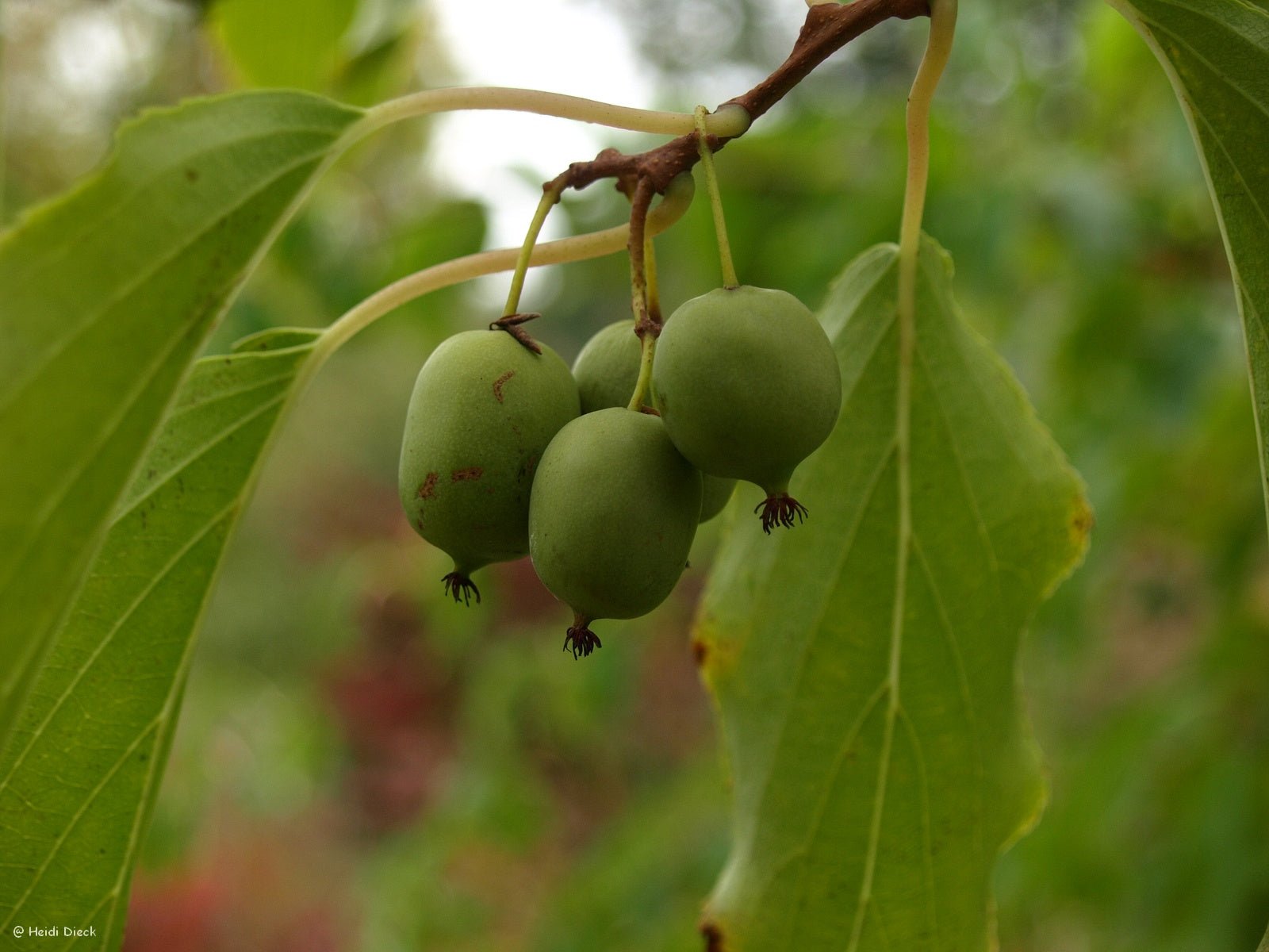 Actinidia arguta - Herrenkamper Gärten - Pflanzenraritäten