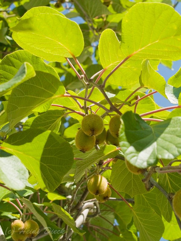 Actinidia arguta - Herrenkamper Gärten - Pflanzenraritäten