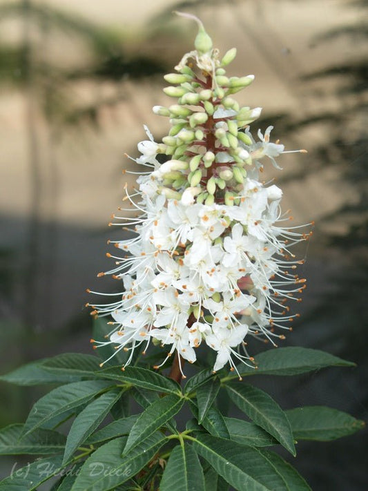 Aesculus californica - Herrenkamper Gärten - Pflanzenraritäten