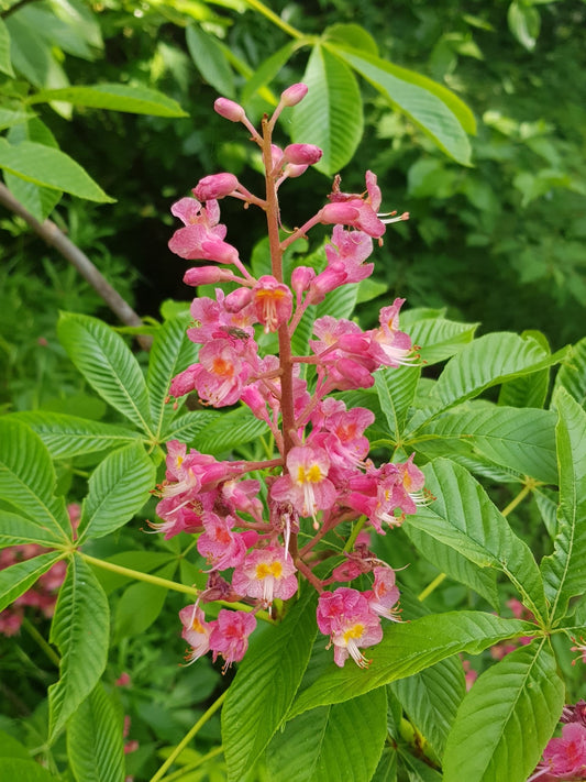 Aesculus carnea 'Fort McNair' - Herrenkamper Gärten - Pflanzenraritäten