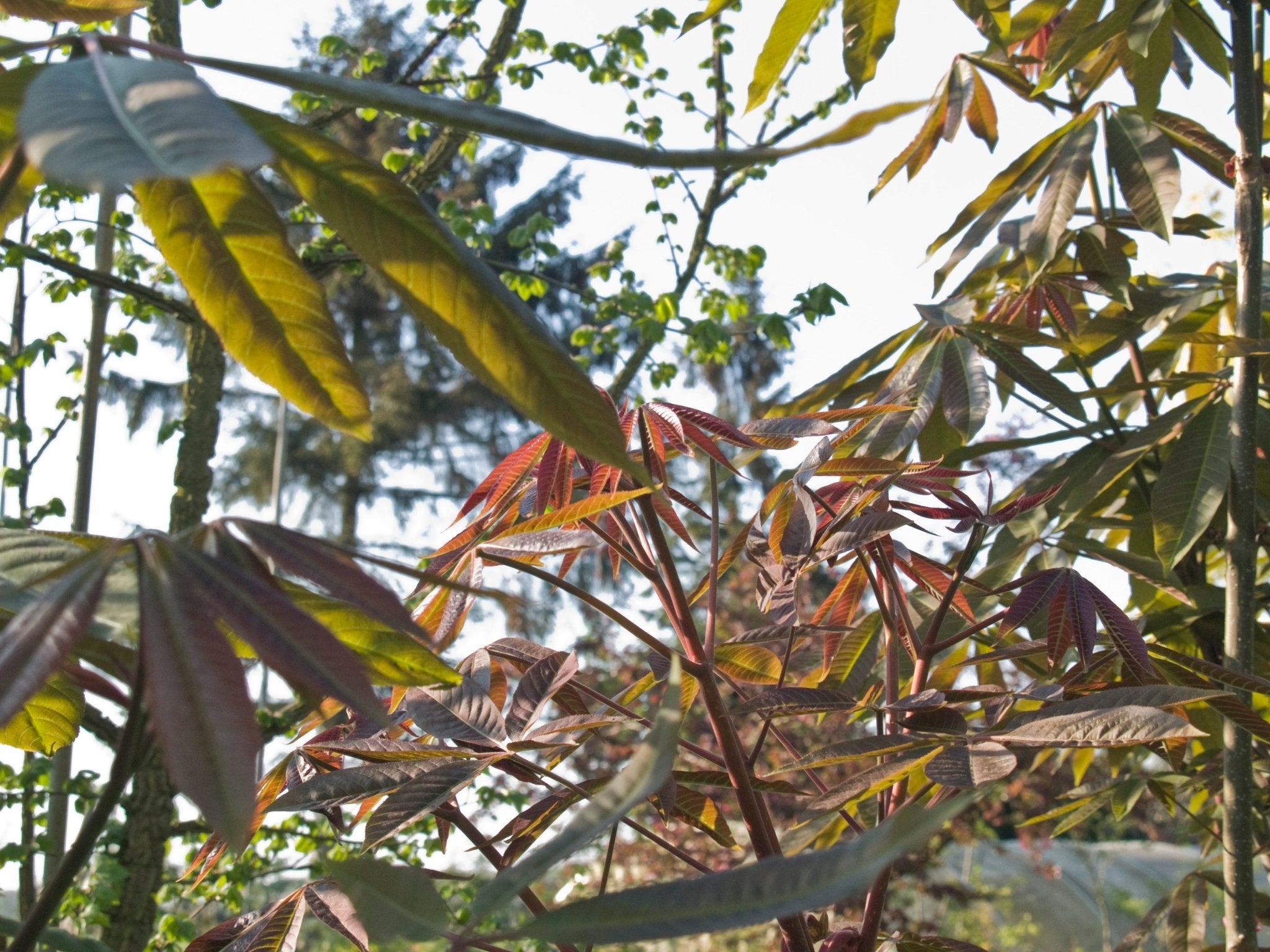 Aesculus chinensis - Herrenkamper Gärten - Pflanzenraritäten