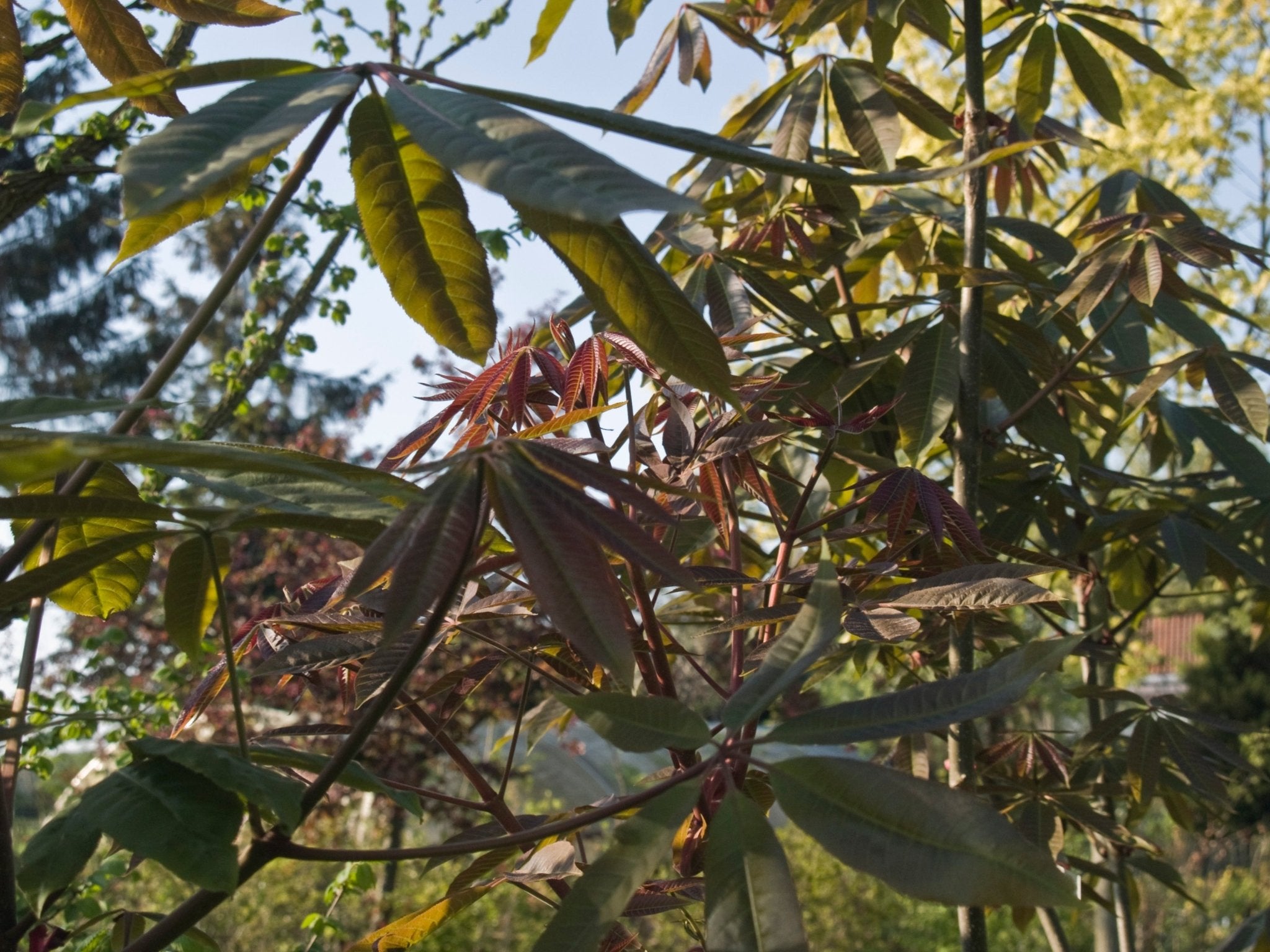 Aesculus chinensis - Herrenkamper Gärten - Pflanzenraritäten