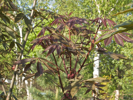 Aesculus chinensis - Herrenkamper Gärten - Pflanzenraritäten