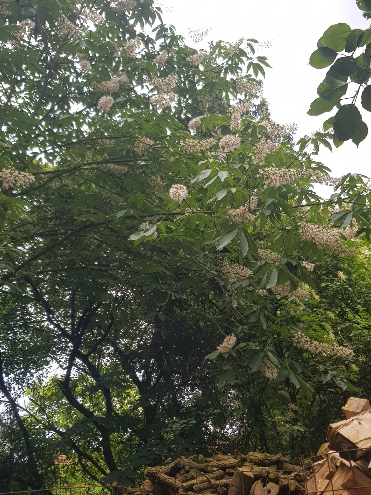 Aesculus chinensis - Herrenkamper Gärten - Pflanzenraritäten