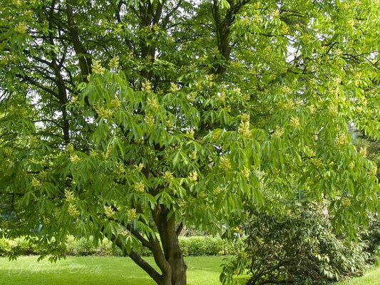 Aesculus flava (syn.: Aesculus octandra) - Herrenkamper Gärten - Pflanzenraritäten