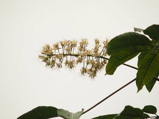 Aesculus glabra - Herrenkamper Gärten - Pflanzenraritäten