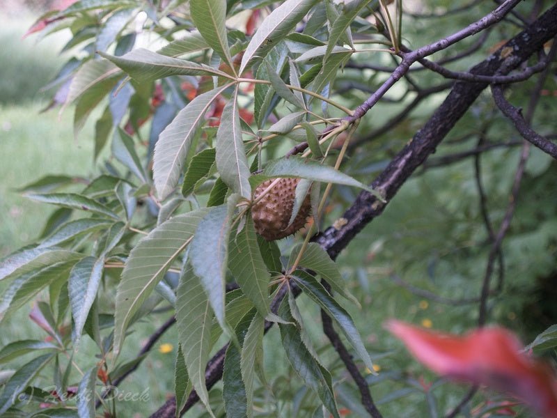 Aesculus glabra var. arguta - Herrenkamper Gärten - Pflanzenraritäten