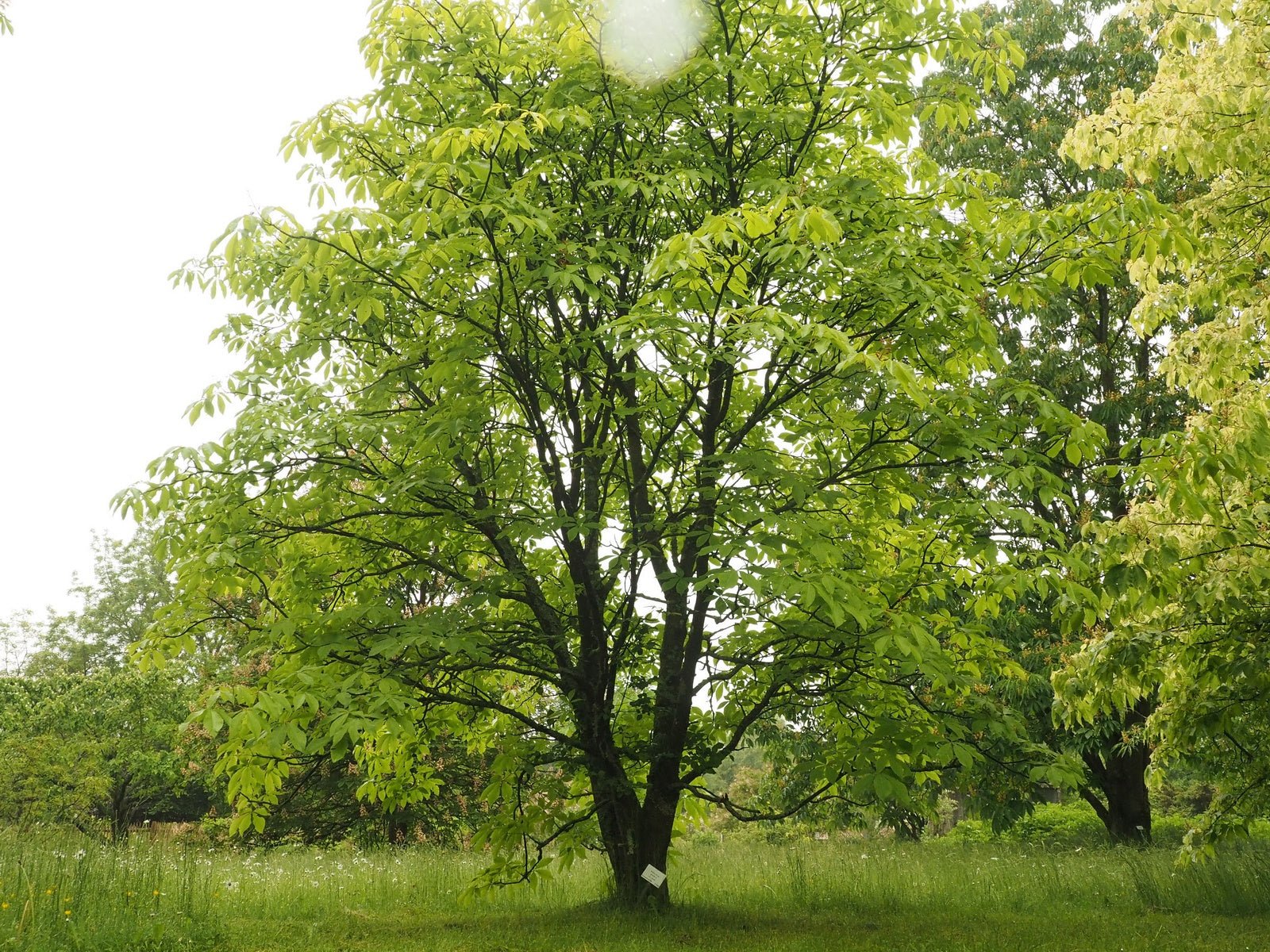 Aesculus glabra var. arguta - Herrenkamper Gärten - Pflanzenraritäten