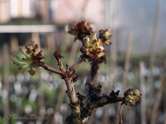 Aesculus hippocastanum 'Monstrosum' - Herrenkamper Gärten - Pflanzenraritäten