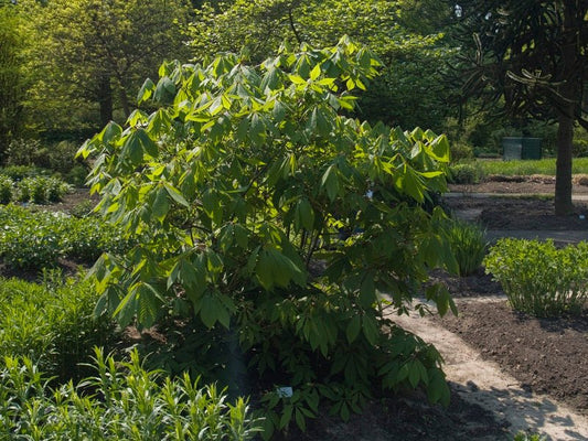 Aesculus parviflora - Herrenkamper Gärten - Pflanzenraritäten